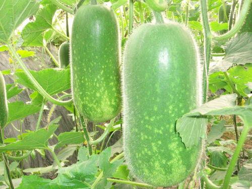 东瓜娱乐中老年吃瓜